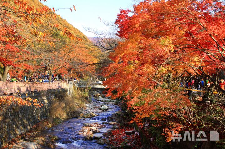 [동두천=뉴시스] 소요산 단풍. (사진=동두천시 제공) 2025.11.08 photo@newsis.com