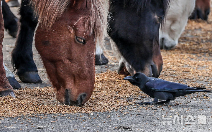 [제주=뉴시스] 우장호 기자 = 절기 '입동'인 7일 오전 제주시 용강동 마(馬) 방목지에서 텃새 큰부리까마귀가 천연기념물 제347호 제주마의 아침식사 모습을 구경하고 있다.  축산생명연구원은 옛 고수목마(古藪牧馬) 재현을 위해 매년 봄부터 제주마를 5·16 도로변 방목지에 풀어 관리하다 겨울이 되면 연구원 내 방목지로 옮긴다. 2025.11.07. woo1223@newsis.com