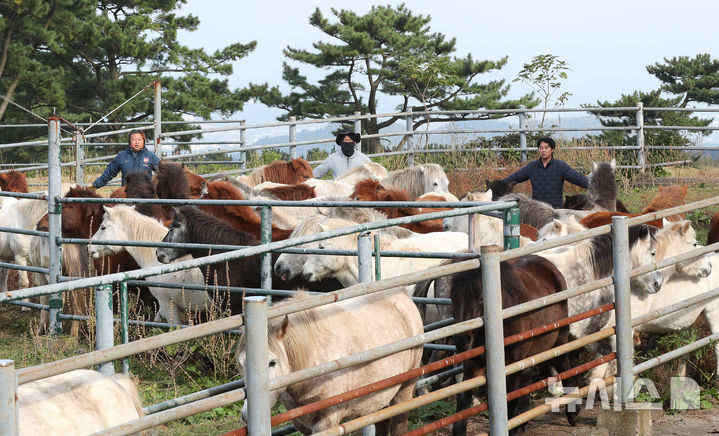 [제주=뉴시스] 우장호 기자 = 절기 '입동'인 7일 오전 제주시 용강동 마(馬) 방목지에서 제주도 축산생명연구원 관계자들이 천연기념물 제347호 제주마의 월동 준비를 하고 있다. 축산생명연구원은 옛 고수목마(古藪牧馬) 재현을 위해 매년 봄부터 제주마를 5·16 도로변 방목지에 풀어 관리하다 겨울이 되면 연구원 내 방목지로 옮긴다. 2025.11.07. woo1223@newsis.com