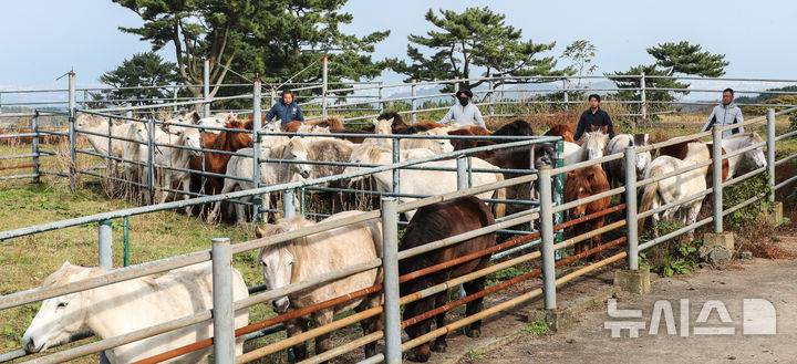 [제주=뉴시스] 우장호 기자 = 절기 '입동'인 7일 오전 제주시 용강동 마(馬) 방목지에서 제주도 축산생명연구원 관계자들이 천연기념물 제347호 제주마의 월동 준비를 하고 있다. 축산생명연구원은 옛 고수목마(古藪牧馬) 재현을 위해 매년 봄부터 제주마를 5·16 도로변 방목지에 풀어 관리하다 겨울이 되면 연구원 내 방목지로 옮긴다. 2025.11.07. woo1223@newsis.com