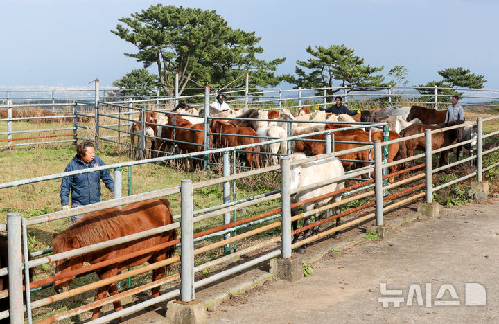 [제주=뉴시스] 우장호 기자 = 절기 '입동'인 7일 오전 제주시 용강동 마(馬) 방목지에서 제주도 축산생명연구원 관계자들이 천연기념물 제347호 제주마의 월동 준비를 하고 있다. 축산생명연구원은 옛 고수목마(古藪牧馬) 재현을 위해 매년 봄부터 제주마를 5·16 도로변 방목지에 풀어 관리하다 겨울이 되면 연구원 내 방목지로 옮긴다. 2025.11.07. woo1223@newsis.com