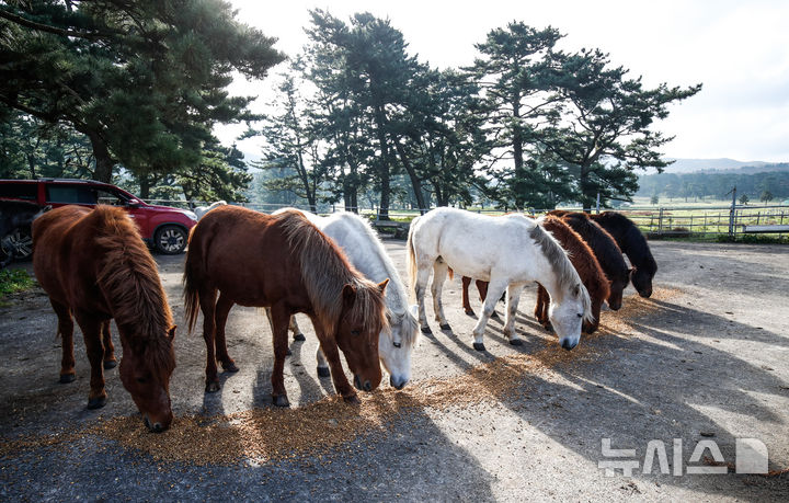 [제주=뉴시스] 우장호 기자 = 절기 '입동'인 7일 오전 제주시 용강동 마(馬) 방목지에서 천연기념물 제347호 제주마가 겨울 맞이 이소에 앞서 아침식사를 하고 있다. 축산생명연구원은 옛 고수목마(古藪牧馬) 재현을 위해 매년 봄부터 제주마를 5·16 도로변 방목지에 풀어 관리하다 겨울이 되면 연구원 내 방목지로 옮긴다. 2025.11.07. woo1223@newsis.com