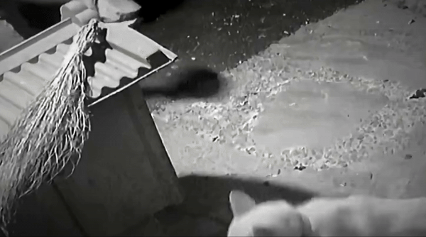 [서울=뉴시스] 전남 완도군 청산면의 한 주택에서 한 남성이 묶인 채 꼬리를 흔드는 개에게 다가가 폭력을 행사하는 사건이 발생했다. (사진 = '사건반장' 유튜브 갈무리) 2025.11.09. *재판매 및 DB 금지