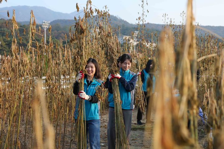 [세종=뉴시스] 한국마사회는 지난 6일 경기 과천시 렛츠런파크 서울에서 탄소중립 캠페인 '심어서 감탄해'의 케나프 수확행사를 진행했다고 9일 밝혔다. (사진=마사회 제공) 2025.11.09. photo@newsis.com *재판매 및 DB 금지