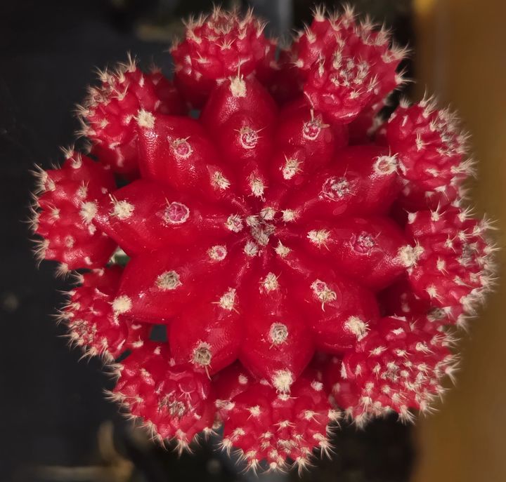 [세종=뉴시스] 접목선인장 '원교 G1-360'. (사진=농촌진흥청 제공) *재판매 및 DB 금지