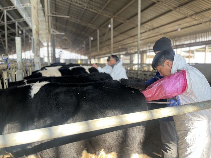 [세종=뉴시스]우즈베키스탄 타슈켄트 및 시르다리야에서 6일 진행된 수정란 이식 시연회 모습. (사진=한국농업기술진흥원 제공) *재판매 및 DB 금지