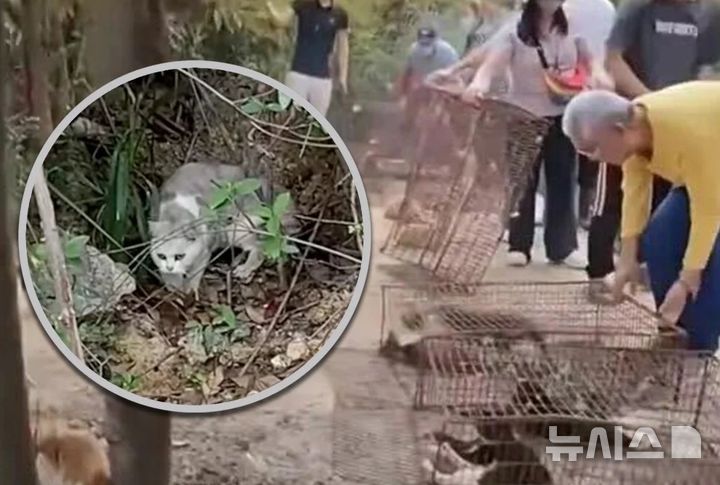  [뉴시스] 중국 광둥성 한 저수지에서 고양이 1100여 마리를 방생해 동물 학대라는 논란이 일고 있다. (사진=SCMP) 2025.11.09.  