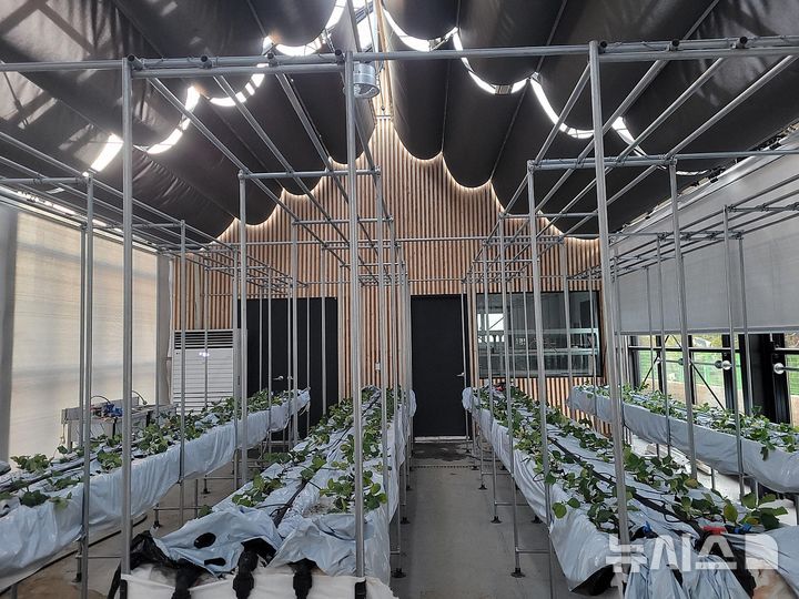 [과천=뉴시스] 과천시 첨단 농장 내부 전경. (사진=과천시 제공).2025.11.10.photo@newsis.com