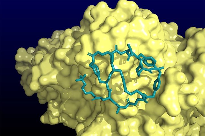 [서울=뉴시스]간 PCSK9 단백질을 차단하는 머크사의 엔리시타이드의 X-선 결정 구조. 컴퓨터 이미지다. (출처=머크, NYT에서 재인용) 2025.11.11. *재판매 및 DB 금지