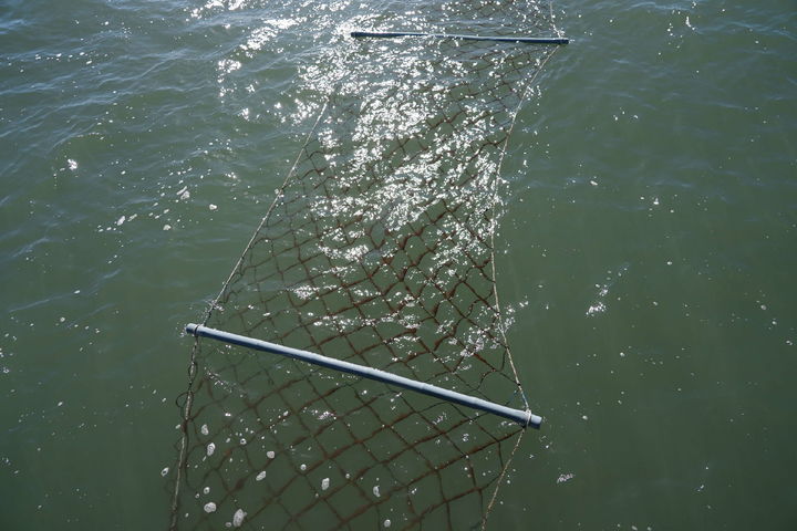 [서천=뉴시스] 황백화 피해 입은 서천 김 양식장. (사진=뉴시스 DB). photo@newsis.com  *재판매 및 DB 금지