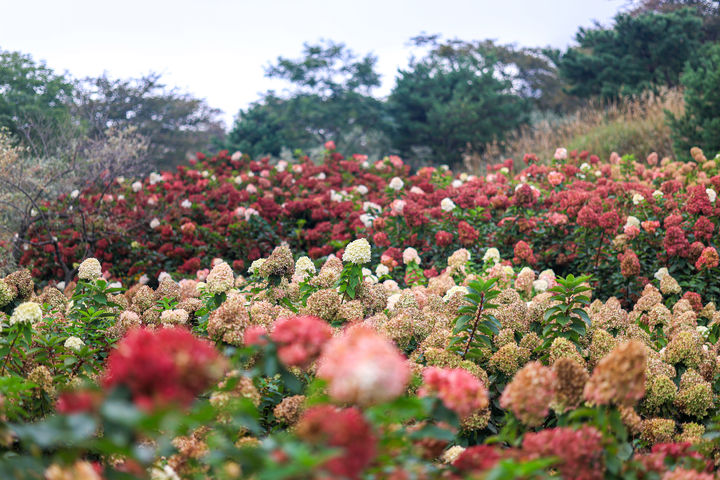 [합천=뉴시스] 합천 황매산 목수국 (사진=합천군 제공) 2025. 11. 11. photo@newsis.com *재판매 및 DB 금지