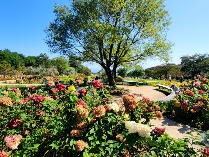 [합천=뉴시스] 합천 황매산 목수국 (사진=합천군 제공) 2025. 11. 11. photo@newsis.com *재판매 및 DB 금지