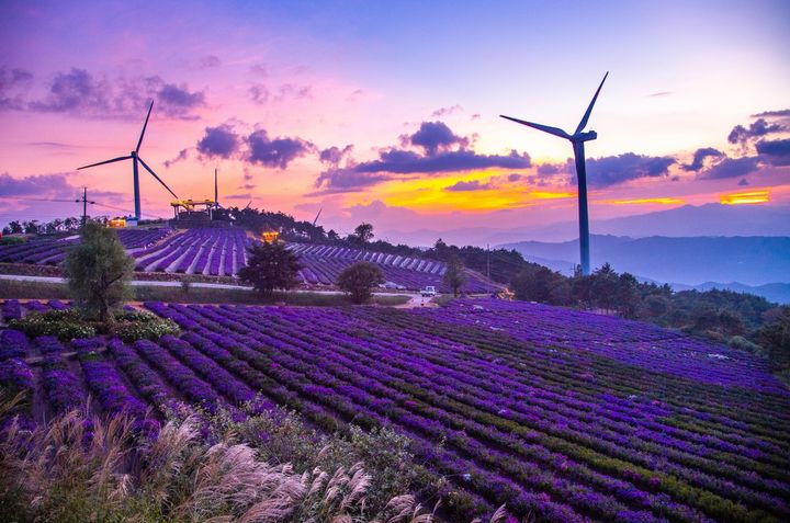 [거창=뉴시스] 거창 감악산 아스타 국화 최종 수상작 (사진=거창군 제공) 2025. 11. 11. photo@newsis.com *재판매 및 DB 금지