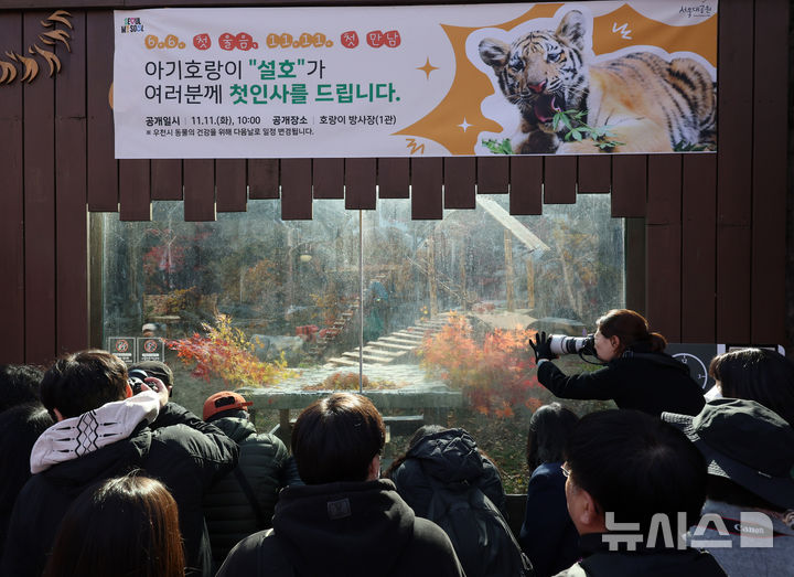 [과천=뉴시스] 배훈식 기자 = 시베리아 새끼 호랑이 '설호'가 관람객에게 첫 공개된 11일 오전 경기 과천시 서울동물원 맹수사 호랑이 방사장에 관람객들이 설호를 기다리고 있다. 순수 혈통 시베리아 호랑이 설호는 현충일에 서울대공원에서 태어났다. 2025.11.11. dahora83@newsis.com