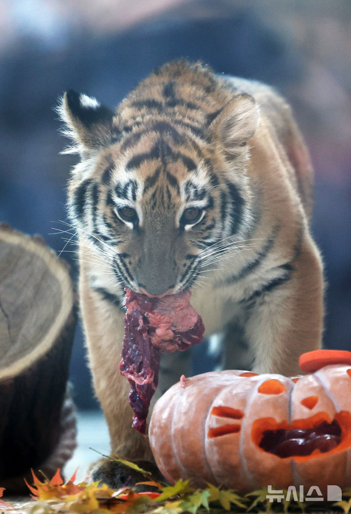 [과천=뉴시스] 배훈식 기자 = 시베리아 새끼 호랑이 '설호'가 11일 오전 경기 과천시 서울동물원 맹수사 호랑이 방사장에서 먹이를 먹고 있다. 순수 혈통 시베리아 호랑이 설호는 현충일에 서울대공원에서 태어났다. 2025.11.11. dahora83@newsis.com