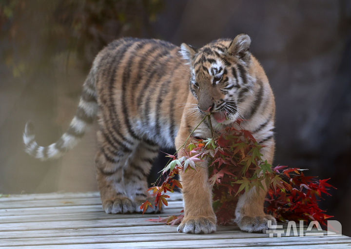 [과천=뉴시스] 배훈식 기자 = 시베리아 새끼 호랑이 '설호'가 11일 오전 경기 과천시 서울동물원 맹수사 호랑이 방사장에서 뛰어놀고 있다. 순수 혈통 시베리아 호랑이 설호는 현충일에 서울대공원에서 태어났다. 2025.11.11. dahora83@newsis.com