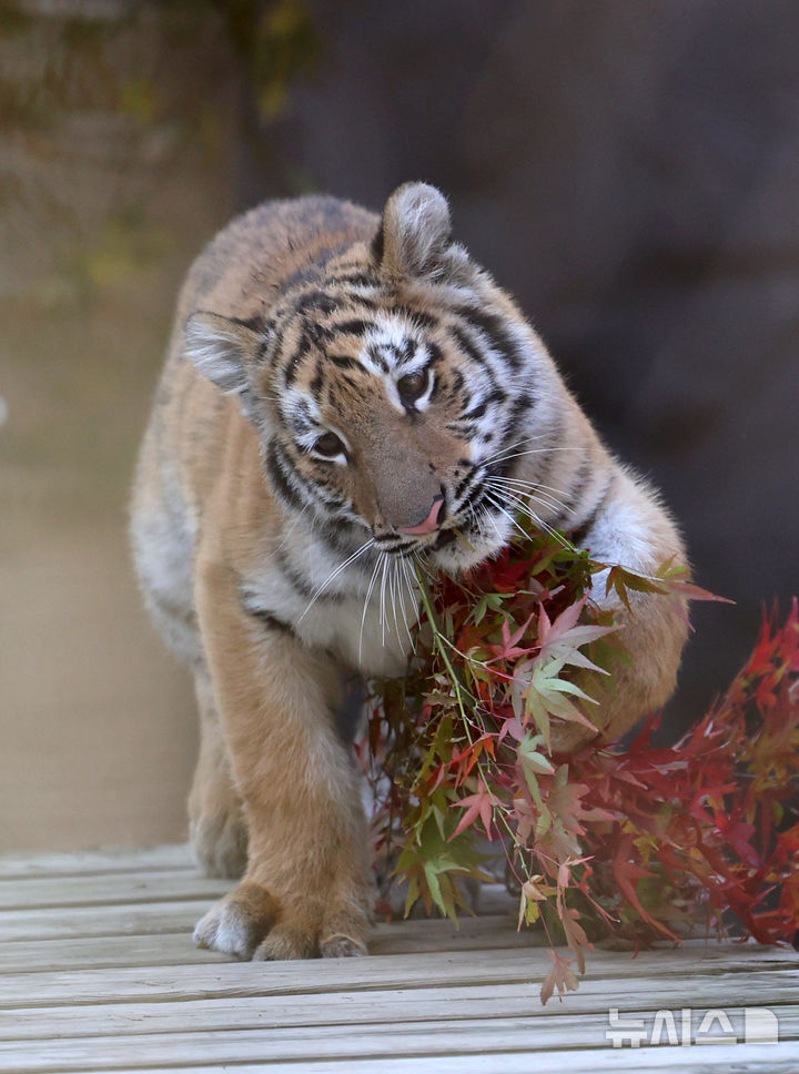 [과천=뉴시스] 배훈식 기자 = 시베리아 새끼 호랑이 '설호'가 11일 오전 경기 과천시 서울동물원 맹수사 호랑이 방사장에서 뛰어놀고 있다. 순수 혈통 시베리아 호랑이 설호는 현충일에 서울대공원에서 태어났다. 2025.11.11. dahora83@newsis.com