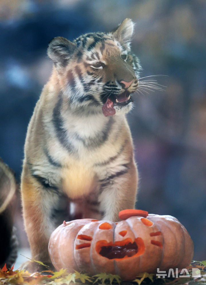 [과천=뉴시스] 배훈식 기자 = 시베리아 새끼 호랑이 '설호'가 11일 오전 경기 과천시 서울동물원 맹수사 호랑이 방사장에서 먹이를 먹고 있다. 순수 혈통 시베리아 호랑이 설호는 현충일에 서울대공원에서 태어났다. 2025.11.11. dahora83@newsis.com
