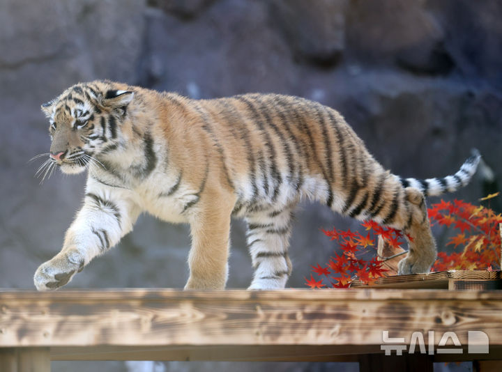 [과천=뉴시스] 배훈식 기자 = 시베리아 새끼 호랑이 '설호'가 11일 오전 경기 과천시 서울동물원 맹수사 호랑이 방사장에서 유유히 걷고 있다. 순수 혈통 시베리아 호랑이 설호는 현충일에 서울대공원에서 태어났다. 2025.11.11. dahora83@newsis.com
