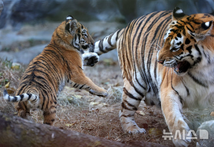 [과천=뉴시스] 배훈식 기자 = 시베리아 새끼 호랑이 '설호'가 11일 오전 경기 과천시 서울동물원 맹수사 호랑이 방사장에서 어미 '펜자'와 뛰어놀고 있다. 순수 혈통 시베리아 호랑이 설호는 현충일에 서울대공원에서 태어났다. 2025.11.11. dahora83@newsis.com