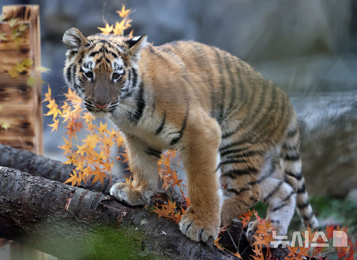 [과천=뉴시스] 배훈식 기자 = 시베리아 새끼 호랑이 '설호'가 11일 오전 경기 과천시 서울동물원 맹수사 호랑이 방사장에서 신기한 듯 관람객들을 바라보고 있다. 순수 혈통 시베리아 호랑이 설호는 현충일에 서울대공원에서 태어났다. 2025.11.11. dahora83@newsis.com