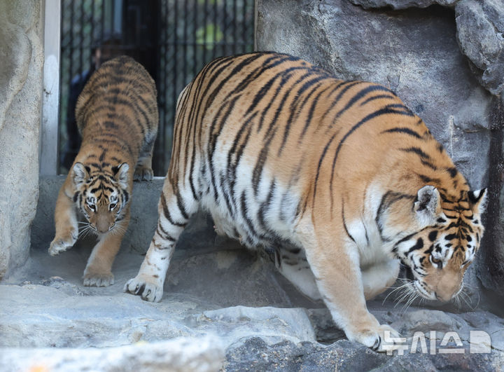 [과천=뉴시스] 배훈식 기자 = 시베리아 새끼 호랑이 '설호'가 11일 오전 경기 과천시 서울동물원 맹수사 호랑이 방사장에 어미 '펜자'와 함께 들어오고 있다. 순수 혈통 시베리아 호랑이 설호는 현충일에 서울대공원에서 태어났다. 2025.11.11. dahora83@newsis.com