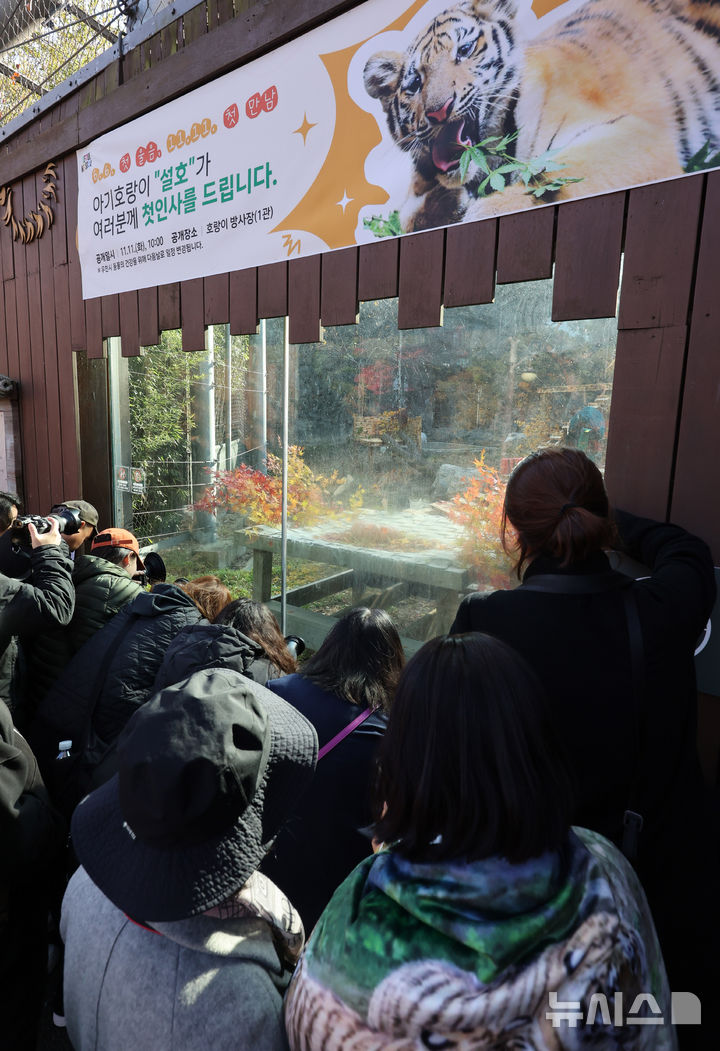 [과천=뉴시스] 배훈식 기자 = 시베리아 새끼 호랑이 '설호'가 관람객에게 첫 공개된 11일 오전 경기 과천시 서울동물원 맹수사 호랑이 방사장에 관람객들이 설호를 기다리고 있다. 순수 혈통 시베리아 호랑이 설호는 현충일에 서울대공원에서 태어났다. 2025.11.11. dahora83@newsis.com