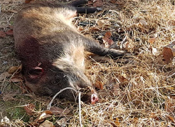 [양구=뉴시스] 12일 양구군은 아프리카돼지열병 등에 대응하기 위해 내달 1일부터 내년 11월 말까지 유해야생동물 피해방지단을 운영한다 고 밝혔다. 사진은 기사 내용과 관련없음. 강원특별자치도 제공. *재판매 및 DB 금지