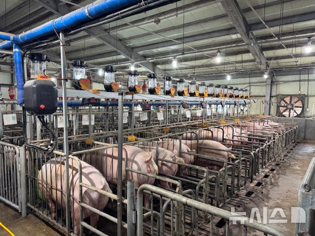 농진청, 인공지능으로 어미돼지 체형 자동 관리한다