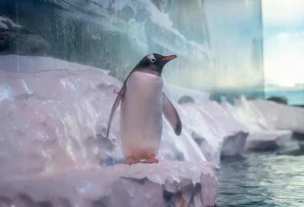 [뉴시스]사진 속 젠투 펭귄이 있는 아쿠아리움 시설을 두고 런던에서 동물 복지 논란이 일어나고 있다.(사진=CNN) 2025.11.11 *재판매 및 DB 금지 *재판매 및 DB 금지