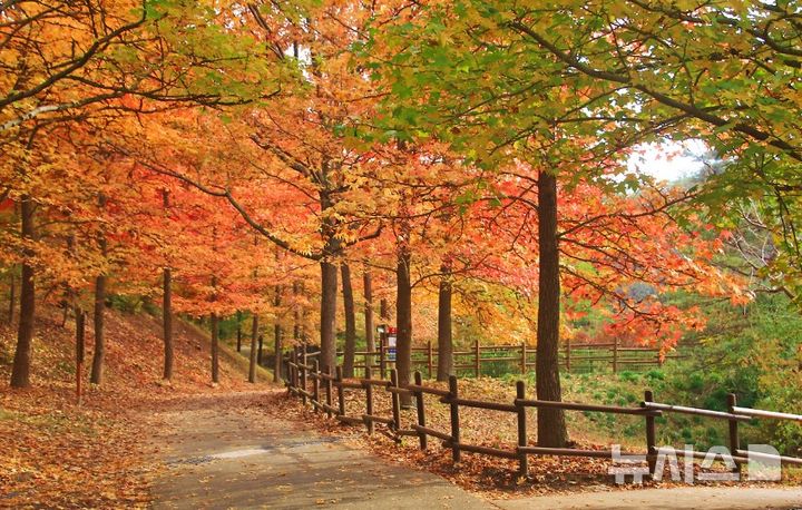 [진주=뉴시스]경남 진주시 이반성면 경상남도수목원의 미국풍나무길.(사진=경상남도산림환경연구원 제공) 2025.11.12. photo@newsis.com