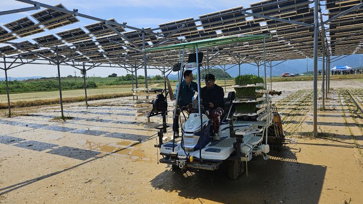 [영암=뉴시스]'영농형 태양광 실증' 논 벼이양작업. (사진=영암군 제공) 2025.11.12. photo@newsis.com *재판매 및 DB 금지