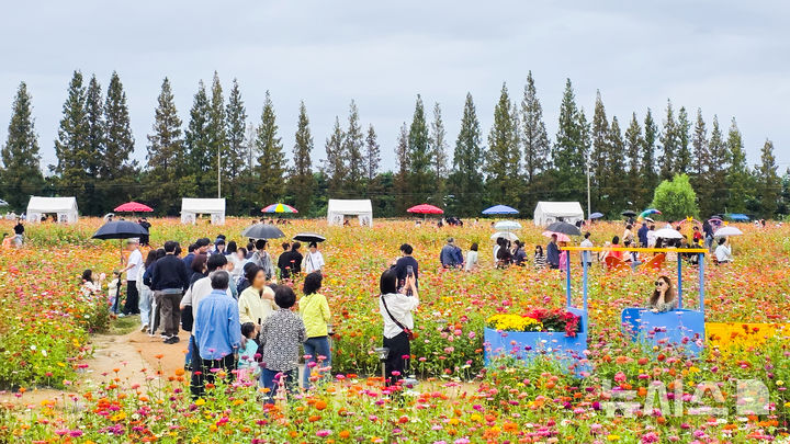 계양아라온 가을꽃 축제, 41만명 발길…'낮엔 꽃, 밤엔 빛'