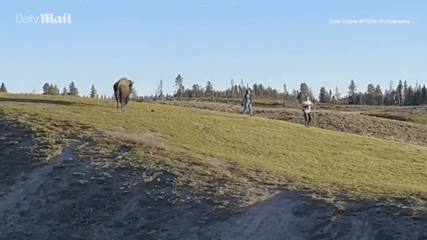 [뉴시스] 한 커플이 경고를 무시하고 들소 출몰 지역에 진입했다가 들소의 공격을 받았다. (사진=데일리메일) *재판매 및 DB 금지