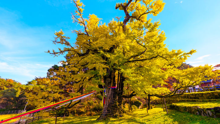 영국사 은행나무(사진=영동군 제공) *재판매 및 DB 금지