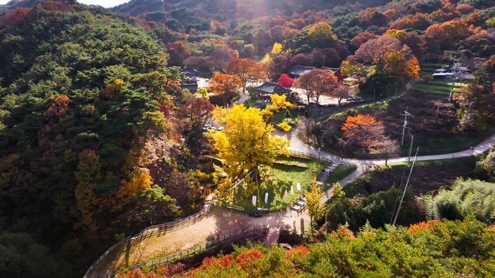 영국사 은행나무(사진=영동군 제공) *재판매 및 DB 금지