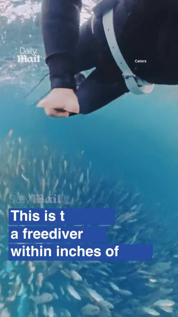 [뉴시스] 혹등고래가 프리다이버를 삼킬 뻔하다가 근접하게 피했다. (사진=데일리메일) 2025.11.10. *재판매 및 DB 금지