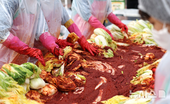 [대구=뉴시스] 이무열 기자 = 12일 대구에서 열린 한 '김장 나눔' 행사에서 봉사자 500여명이 배추를 양념에 버무리고 있다. 2025.11.12. lmy@newsis.com