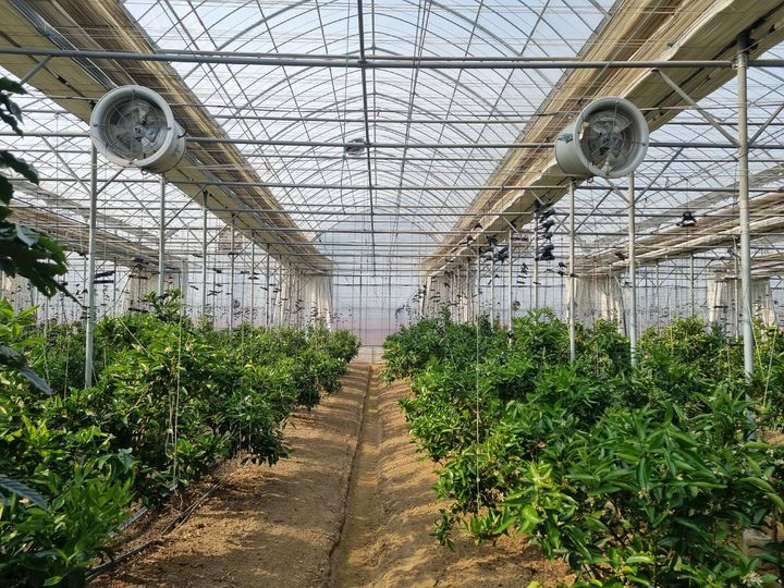 [진주=뉴시스]경남농업기술원, 만감류 재배농가 기술전수 교육.(사진=경남농업기술원 제공).2025.11.13.photo@newsis.com *재판매 및 DB 금지