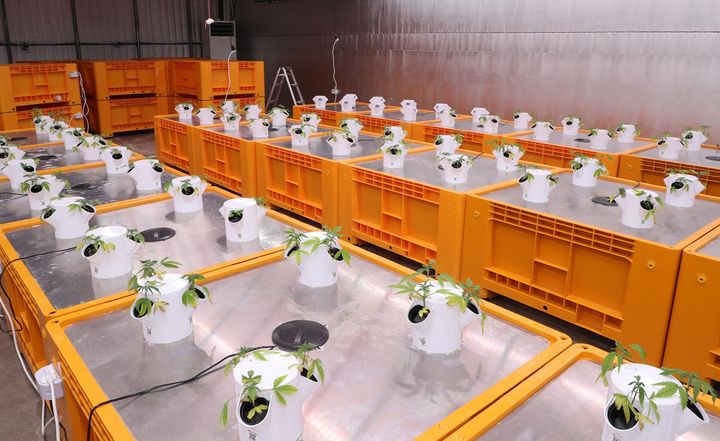  [안동=뉴시스] 헴프 원료의약품 제조를 위해 대마를 연구하고 있다. (사진=안동시 제공) 2025.11.13. photo@newsis.com *재판매 및 DB 금지