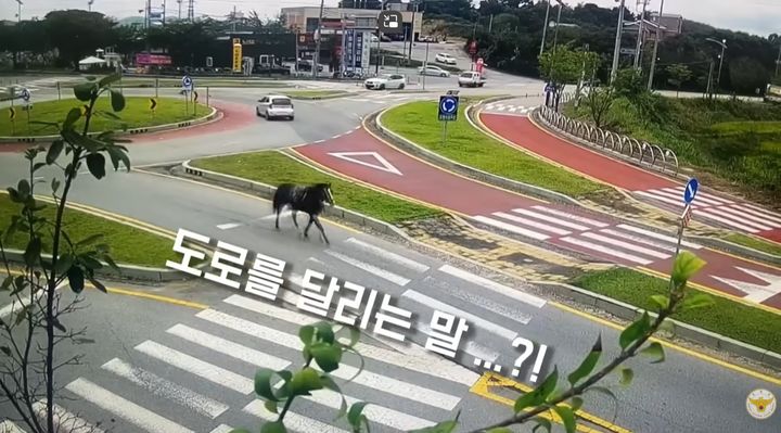 [뉴시스]도로 위를 질주하는 말. (사진 = 경찰청 유튜브 캡처) *재판매 및 DB 금지