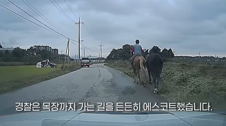 [뉴시스]경찰의 동행 하에 목장으로 돌아가는 말. (사진 = 경찰청 유튜브 캡처) *재판매 및 DB 금지