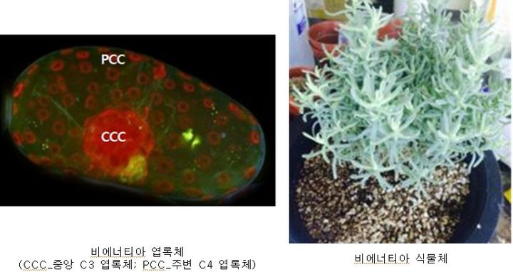 [세종=뉴시스] 농촌진흥청은 세계 최초로 단세포 내에서 C4 광합성을 수행하는 식물 '비에너티아'의 유전체를 해독하는 데 성공했다고 13일 밝혔다. 왼쪽 사진은 비에너티아 엽록체, 오른쪽은 비에너티아 식물체. (사진=농진청 제공 자료 캡처) 2025.11.13. photo@newsis.colm *재판매 및 DB 금지
