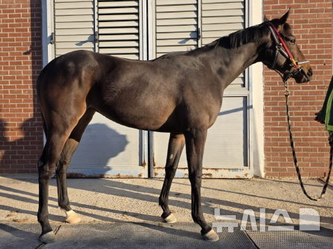 [서울=뉴시스]닉스고원. (사진=한국마사회 제공)