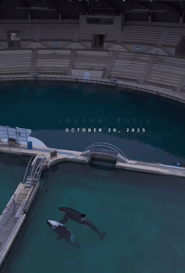 [뉴시스] 프랑스 마린랜드에 고립된 범고래가 드론에 포착되며 범고래의 상태를 우려하는 목소리가 높아지고 있다. (사진=인스타그램 sephlawless) 2025.11.03.    *재판매 및 DB 금지