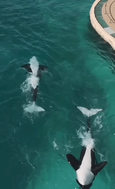 [뉴시스] 프랑스 마린랜드에 고립된 범고래가 드론에 포착되며 범고래의 상태를 우려하는 목소리가 높아지고 있다. (사진=인스타그램 sephlawless) 2025.11.03.    *재판매 및 DB 금지