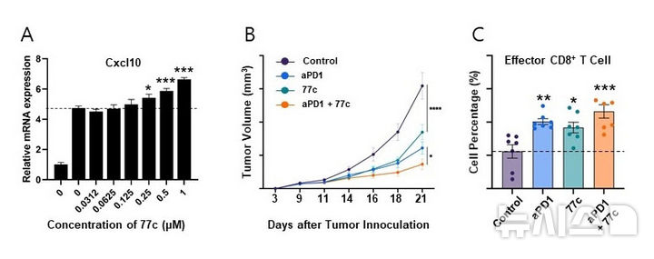 그림(A)는 마우스 대장암 세포(MC38)에서 TPST2 저해제 77c 처리 후 인터페론 감마(IFN-γ) 자극에 따른 Cxcl10 유전자 발현 증가를 나타낸 것으로, 저해제 처리 후 농도 의존적으로 IFN-γ 신호가 강화됨을 보여준다. 그림(B)는 MC38 종양 이식 마우스 모델에서 항PD-1 항체와 77c 단독 또는 병용 투여 후의 종양 성장 변화를 나타낸 것으로, 병용 투여군(aPD1 + 77c)에서 종양 성장 억제가 가장 뚜렷하게 관찰되었다. 그림(C)는 종양 내 CD8 T세포 비율을 분석한 결과로, 77c 단독 및 항PD-1 병용 투여군에서 CD8 T세포의 침투와 활성화가 유의하게 증가함을 보여준다. (그래픽=GIST 제공) photo@newsis.com