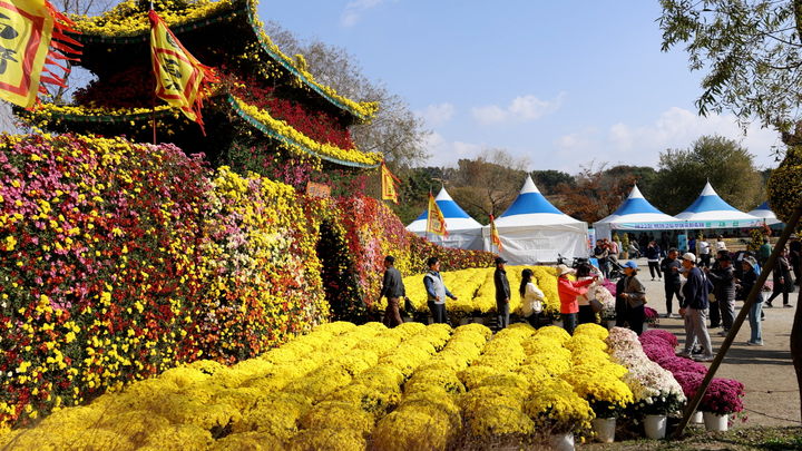 [부여=뉴시스] 백제고도부여국화축제. (사진=뉴시스 DB). photo@newsis.com *재판매 및 DB 금지
