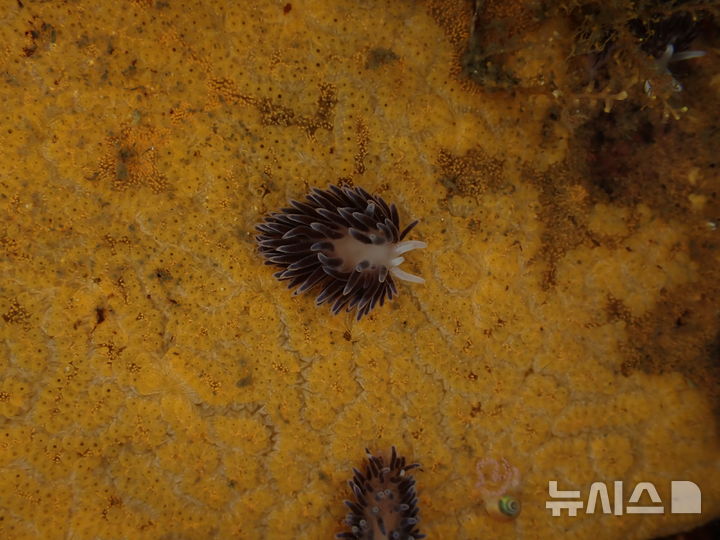 [서울=뉴시스] 까미갯민숭이.