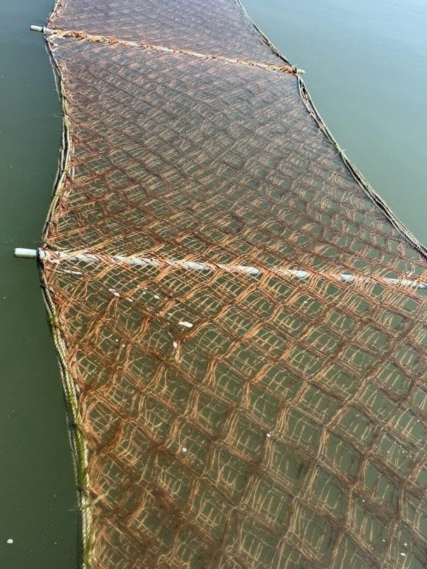 [서천=뉴시스] 서천 김 황백화 현상. (사진=뉴시스 DB). photo@newsis.com *재판매 및 DB 금지